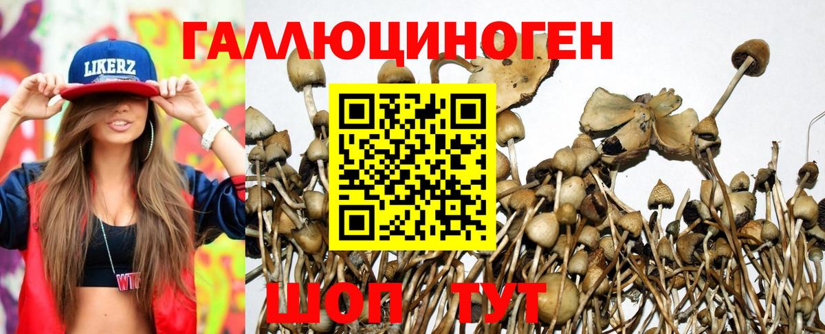 Галлюциногенные грибы Psilocybine cubensis Наро-Фоминск